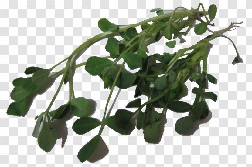Leaf Vegetable Herb Fenugreek Medicinal Plants - Food Transparent PNG