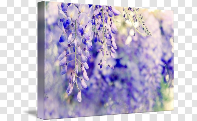 Watercolor Painting Wisteria Fine Art Printmaking Photography Transparent PNG