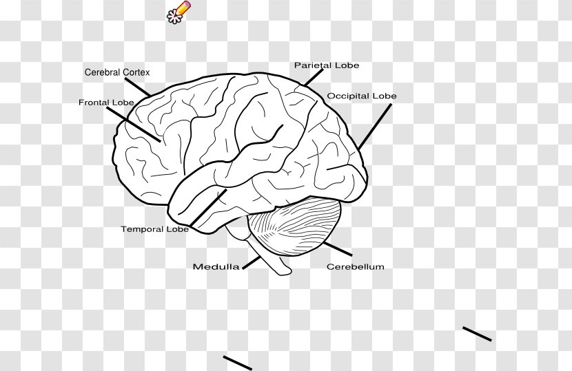 Human Brain Votre Cerveau Le Magicien: De La Réalité Au Plaisir Psychique Let's Play Bridge! - Tree Transparent PNG