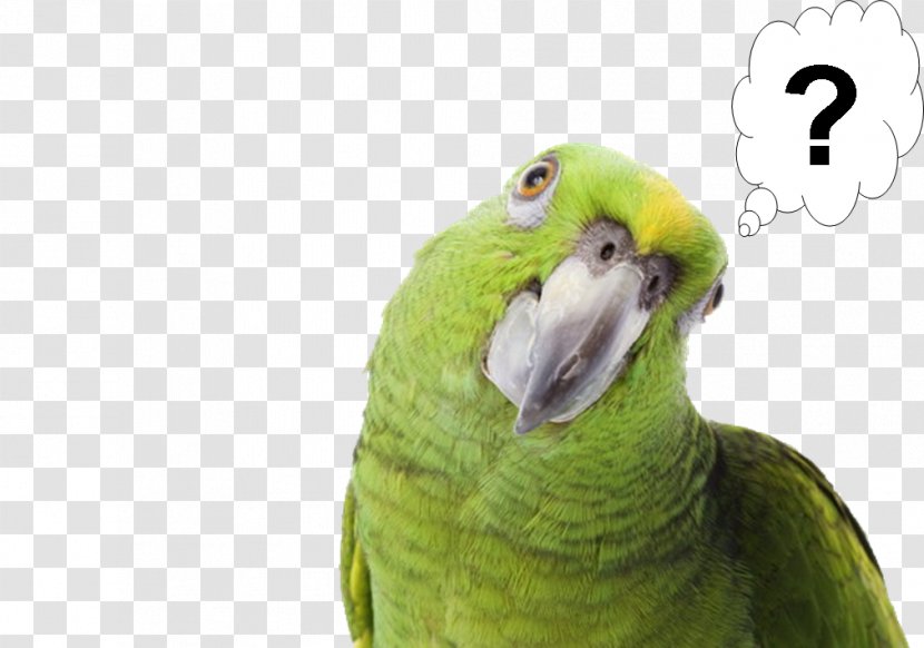 Pirate Parrot Bird Yellow-naped Amazon Pet - Feather Transparent PNG