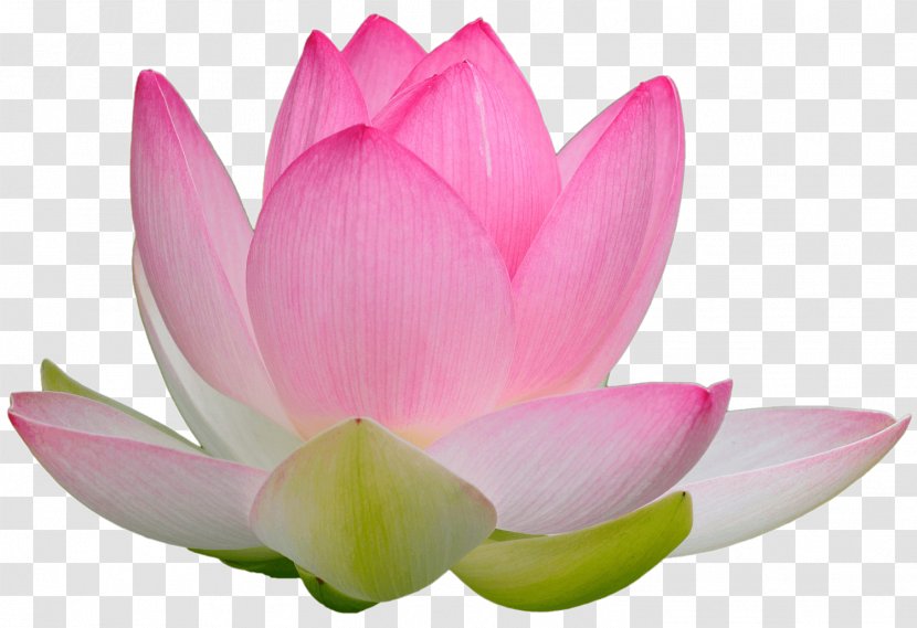 Falun Gong Nelumbo Nucifera Consciousness Truth Awareness - Plant - Lotus Transparent PNG