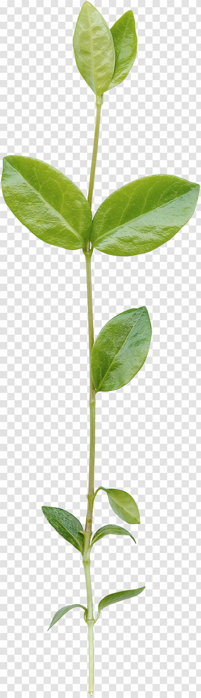 Download - Computer Graphics - Green Leaves Transparent PNG