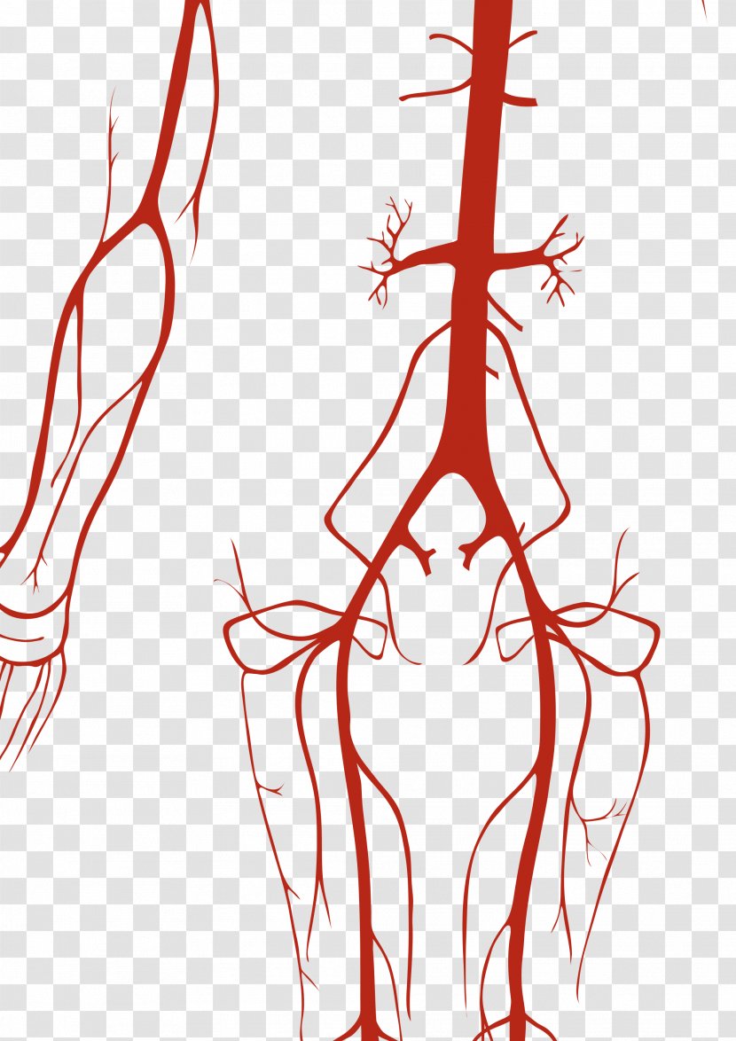Circulatory System Artery Human Body Vein Anatomy - Frame - Heart Transparent PNG