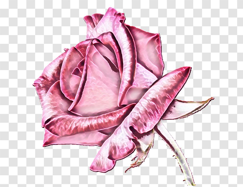 Garden Roses Cut Flowers Pink - Flower - Rose Kardinal Blooming Blossom Transparent PNG