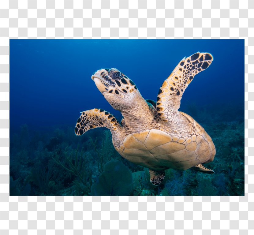 Loggerhead Sea Turtle Hawksbill Green Transparent PNG