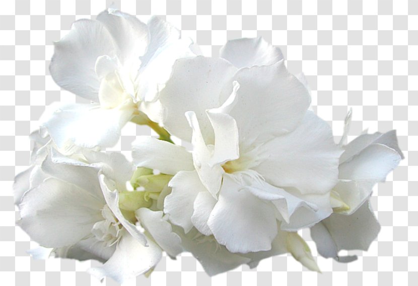 White Flower Petal Plant Cut Flowers - Hydrangea Mock Orange Transparent PNG