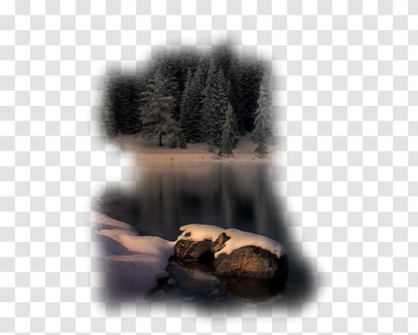 Desktop Wallpaper Photography 1080p - Highdefinition Television - Boar Transparent PNG