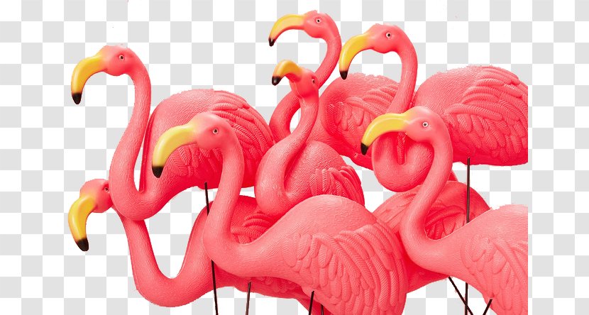 Greater Flamingo Pink - Vertebrate - Crane Transparent PNG