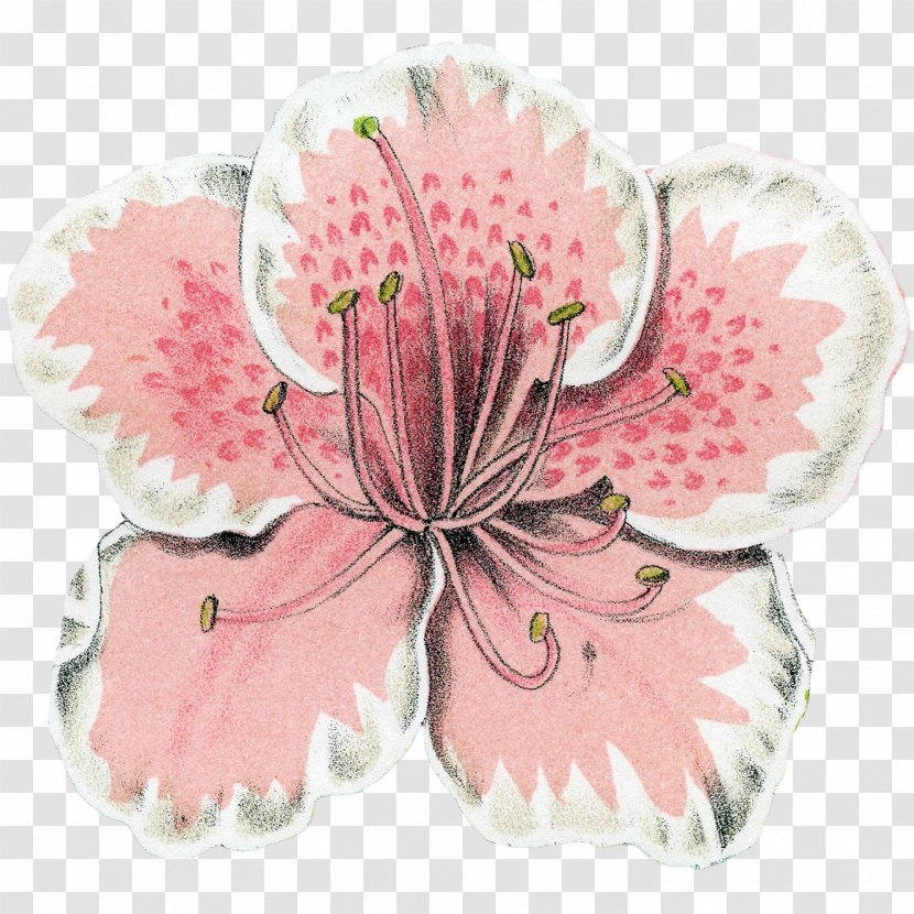 Cut Flowers Pink M Flowering Plant Plants - Azalea Button Transparent PNG