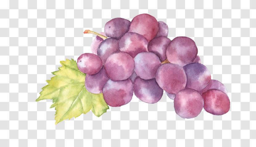 Watercolor Painting Grape Art Auglis - Sultana Transparent PNG