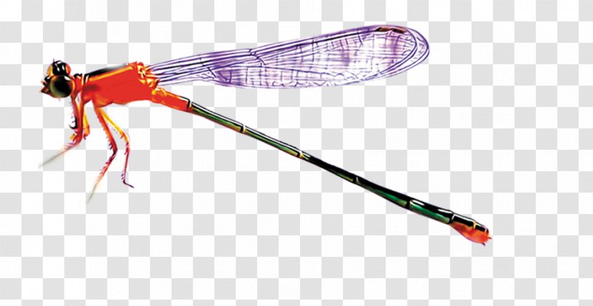 Insect Dragonfly Icon - Sports Equipment - Stock Photos Transparent PNG