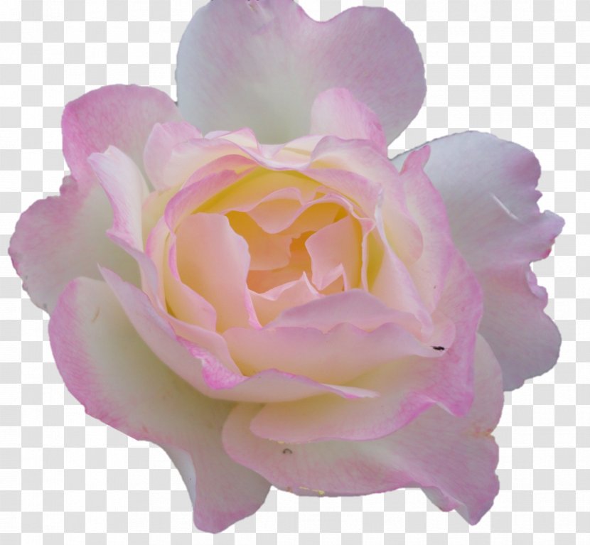 Garden Roses Cabbage Rose Floribunda Peony Cut Flowers Transparent PNG