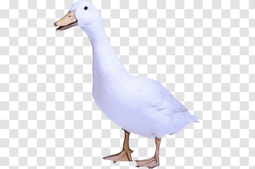 Bird Duck Beak Water Bird Goose Transparent PNG