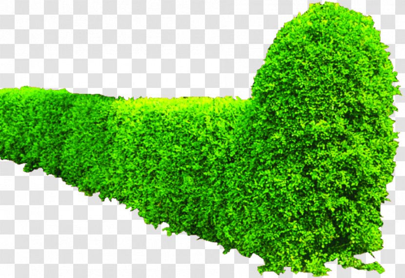 Shrub Greening Hedge - Texture Mapping - Green Bushes Transparent PNG