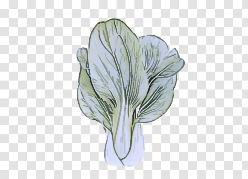Flower Plant Petal Cabbage Vegetable - Drawing - Herbaceous Leaf Transparent PNG