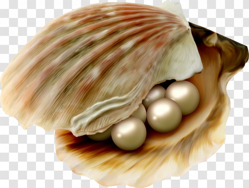 Cockle Oyster Pearl Pectinidae Seashell Transparent PNG