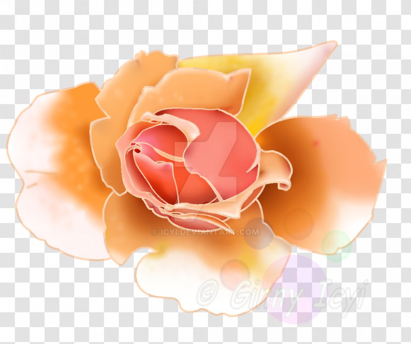 Garden Roses Pink M Petal - Rose Order Transparent PNG