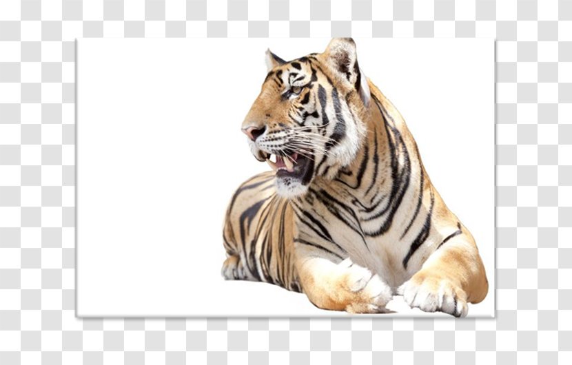 Tiger Royalty-free Stock Photography Installation Art - Fineart Transparent PNG