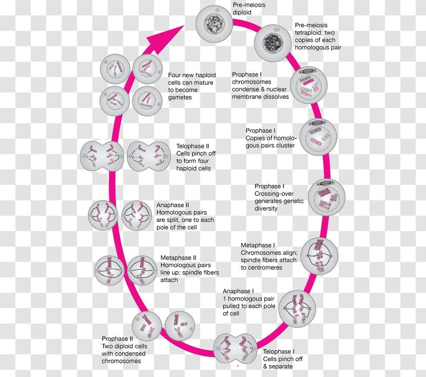 Mitosis And Meiosis Homologous Chromosome - Ii Transparent PNG