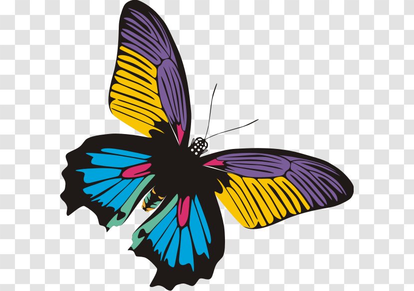 Butterfly Insect Clip Art - Symmetry - BUNGA Transparent PNG