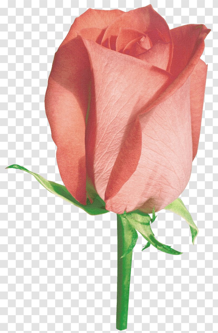 Rose Image Clip Art Flower - Rosa Centifolia - Beautiful Transparent PNG