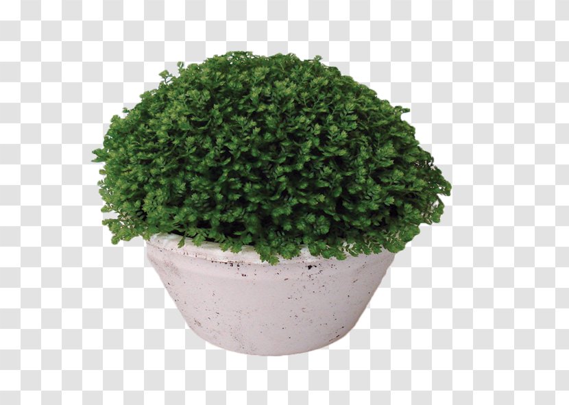 Moss Houseplant Flowerpot Ornamental Plant - Burknar - Monstera Transparent PNG