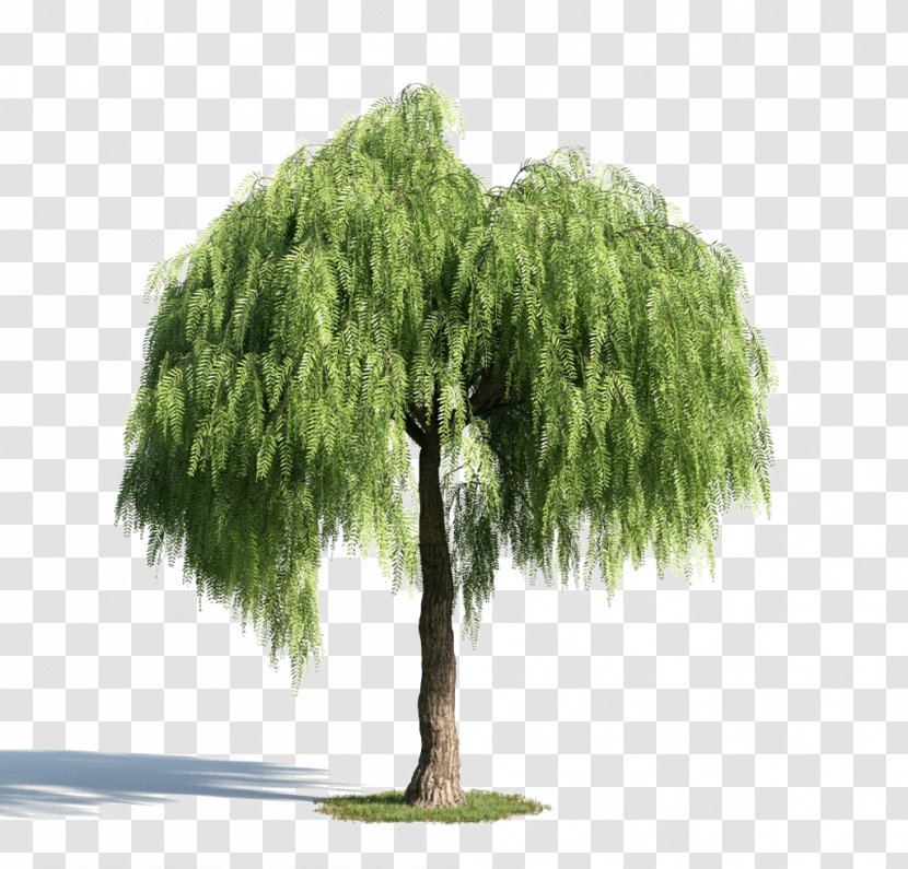 Green Tree Material - Willow - Plant Transparent PNG