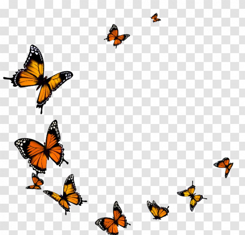 Butterfly - Wing - Fly Transparent PNG