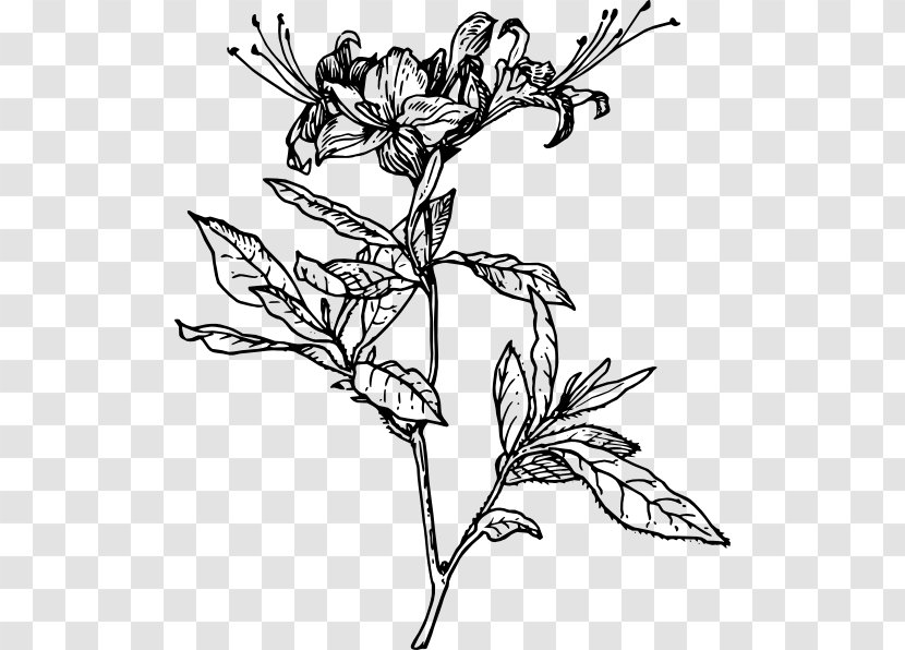 Azalea Drawing Rhododendron Clip Art - Flower Transparent PNG