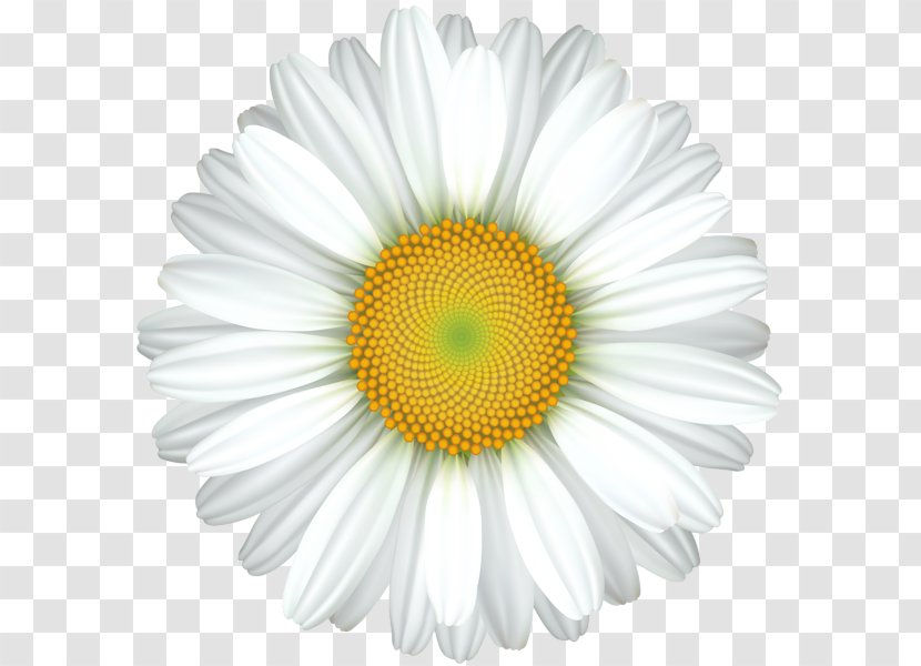 Common Daisy Royalty-free Clip Art - Chrysanths - Design Transparent PNG