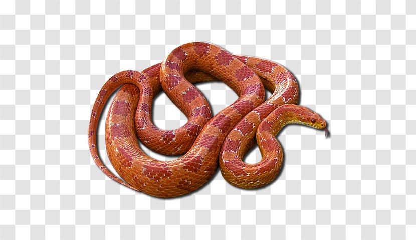 Boa Constrictor Kingsnakes - Serpent - Snale Transparent PNG