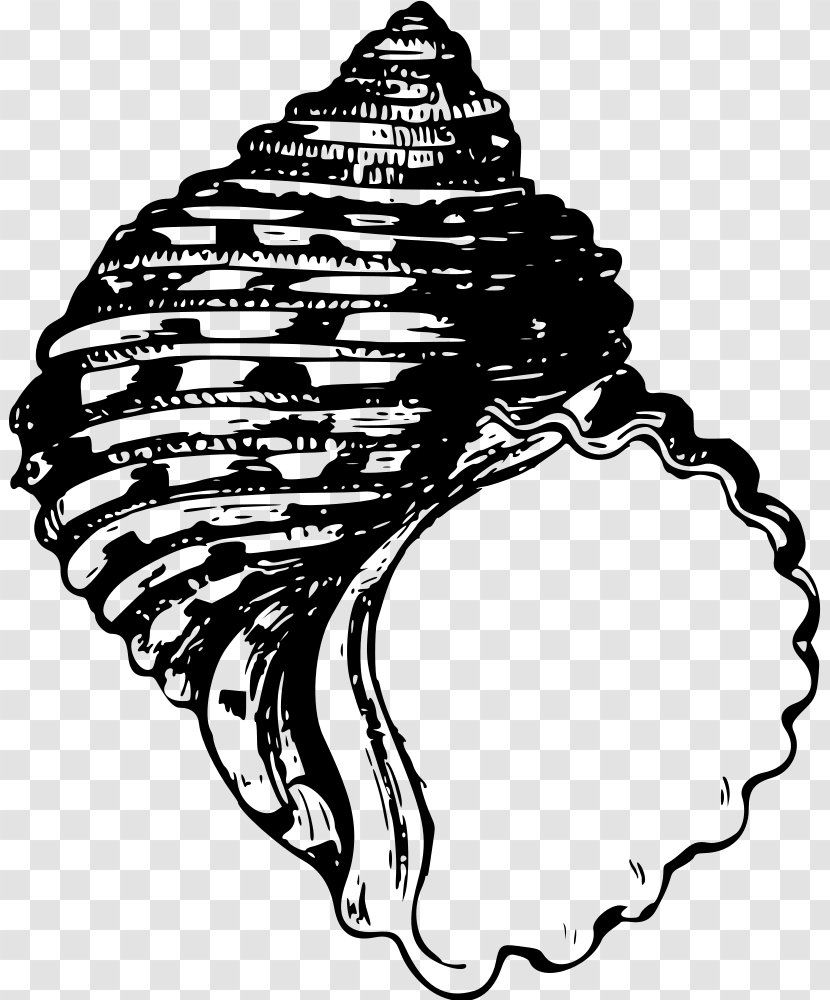 Seashell Clip Art - Royaltyfree Transparent PNG