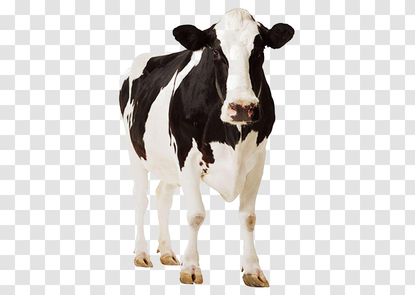 Holstein Friesian Cattle Standee Cardboard Dairy Farming - Silhouette - Mastitis Transparent PNG