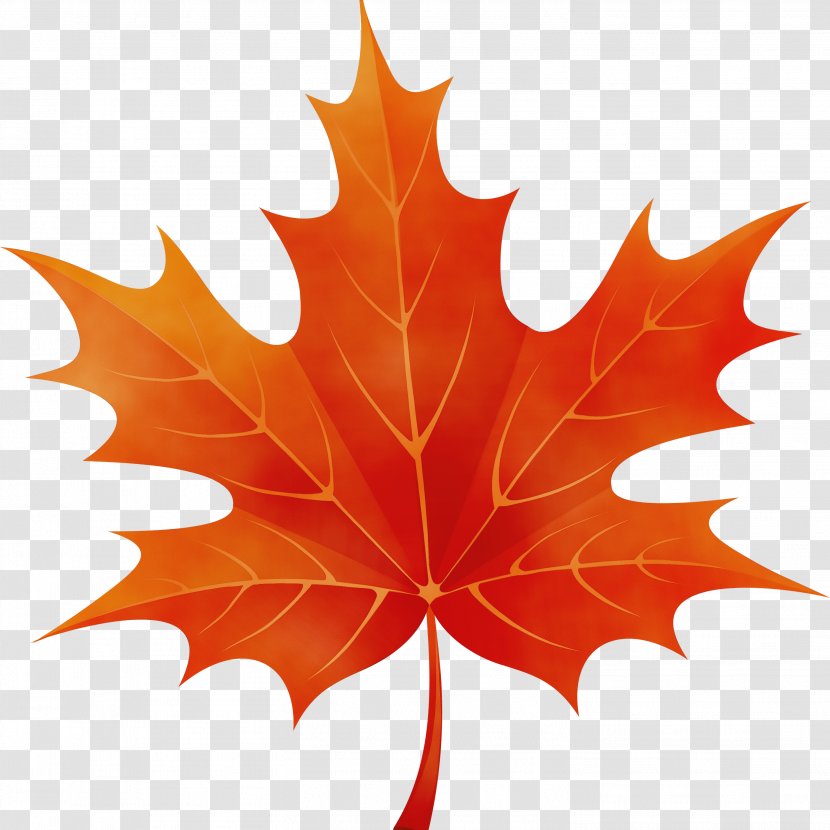 Red Maple Tree - Sweet Gum Planetree Family Transparent PNG