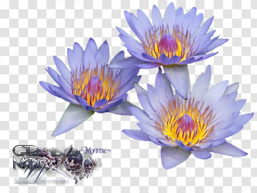 Nelumbo Nucifera Blog Desktop Wallpaper - Image Viewer - Water Lily Transparent PNG