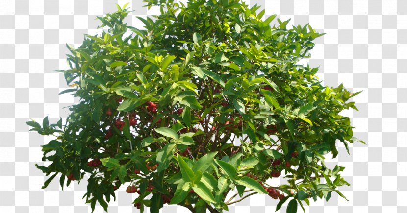Watery Rose Apple Common Guava Tree Crop Mangifera Indica - Grass Transparent PNG