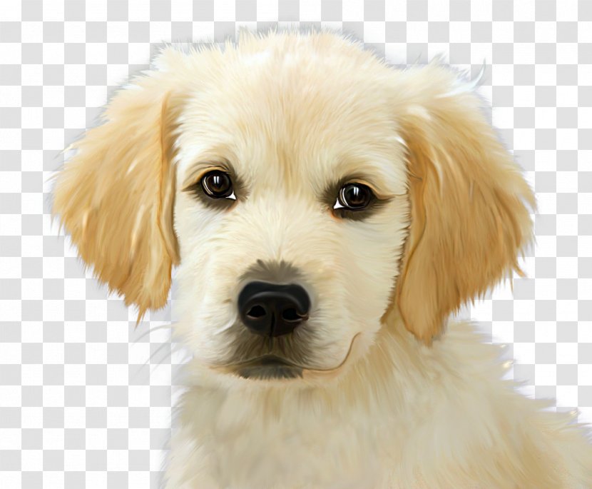 Golden Retriever Puppy Labrador English Cocker Spaniel - Dog Health Transparent PNG