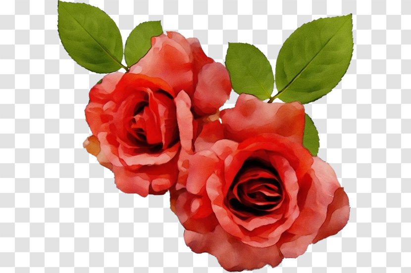 Garden Roses - Pink - Hybrid Tea Rose Floribunda Transparent PNG