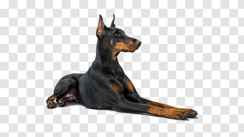 Dobermann German Pinscher Miniature Rottweiler Shepherd - English Toy Terrier Transparent PNG