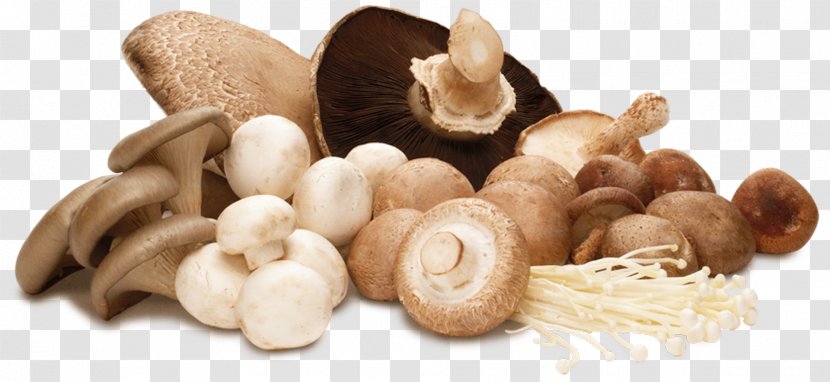 Medicinal Fungi Edible Mushroom Lingzhi Common - Fungus Transparent PNG