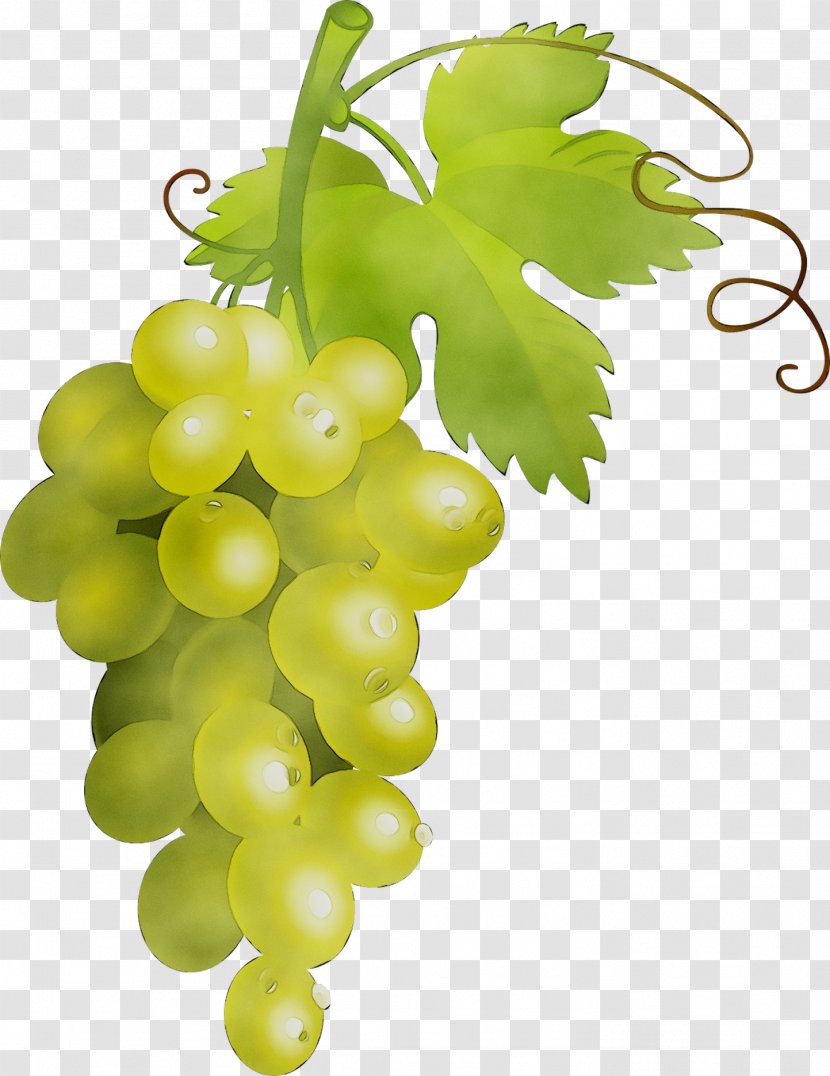 Sultana Common Grape Vine Verjuice Seedless Fruit - Grapevine Family - Plant Transparent PNG