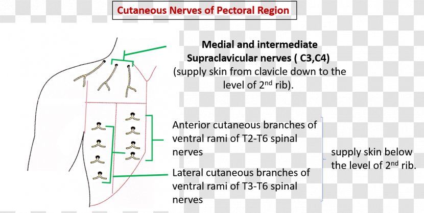 Cutaneous Nerve Innervation Pectoralis Major Muscle - Frame - Submandibular Gland Transparent PNG