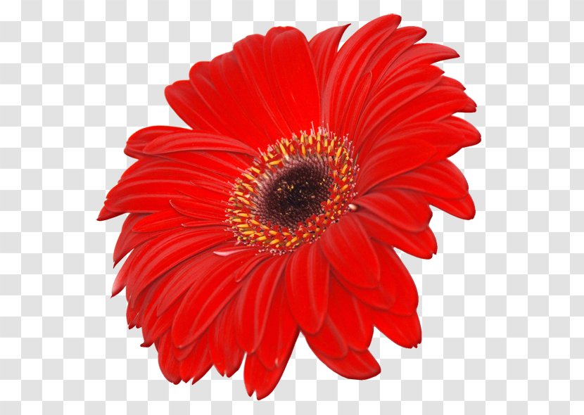 Transvaal Daisy Stock.xchng Common Stock Photography Clip Art - Gerbera - Image Transparent Flower Transparent PNG
