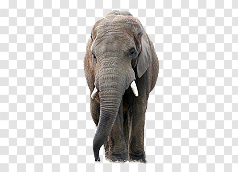 The Elephants Asian Elephant - Autocad Dxf Transparent PNG