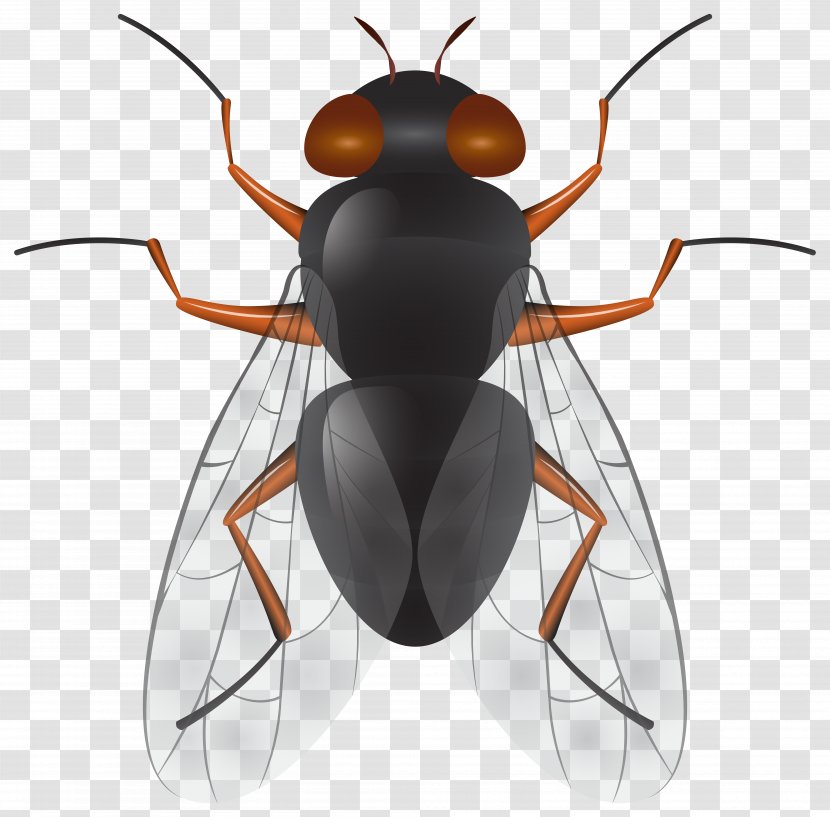 Insect Fly Clip Art - Pest - Cockroach Transparent PNG