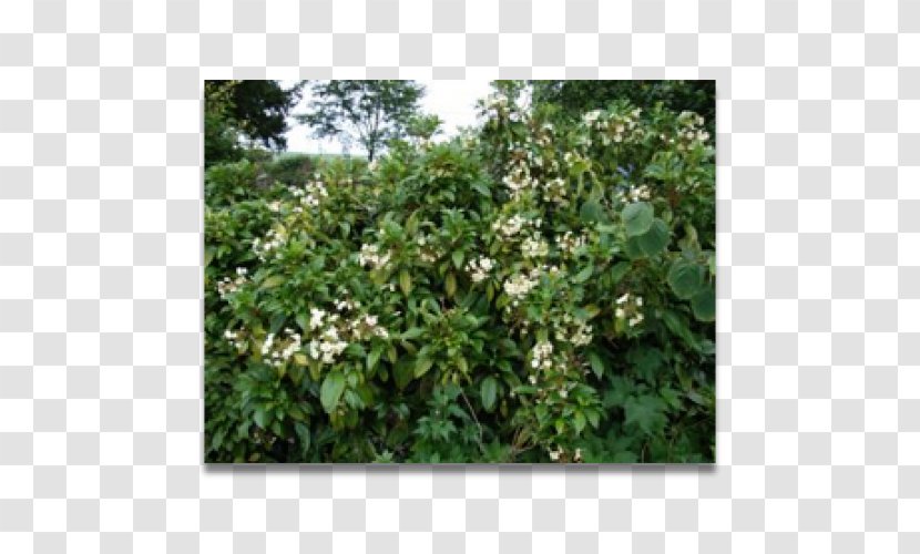 Shrub Hydrangea Climbing Jasminum Humile Plant - Jasmine Transparent PNG