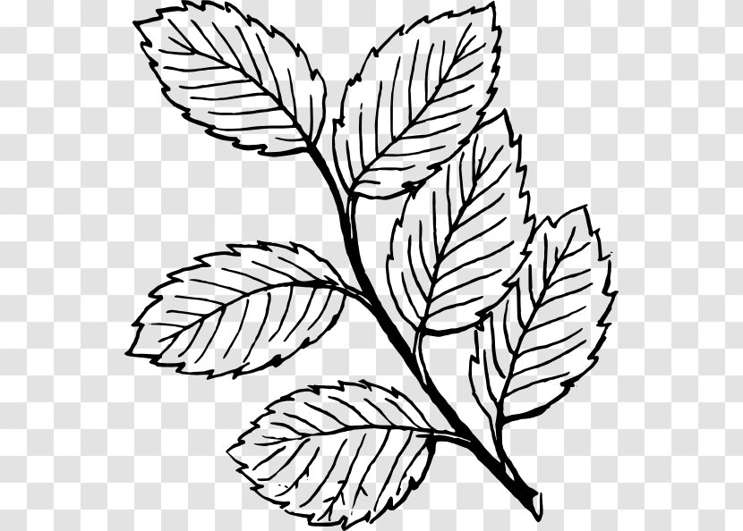 Look At Leaves Autumn Leaf Color Black And White Clip Art - Flora - Mint Transparent PNG