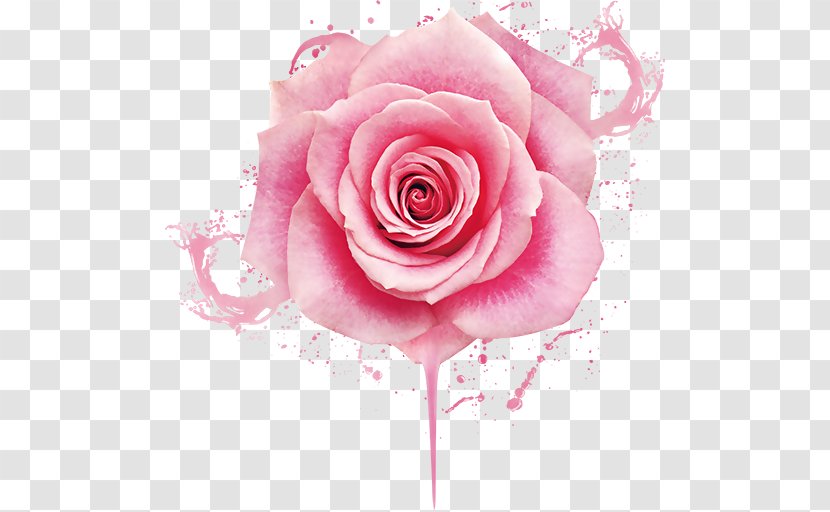 Image Beach Rose Pink Design Nail - Peach - Decoration Transparent PNG