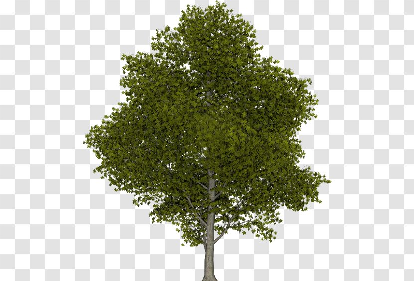 Clip Art Illustration Tree Royalty-free Climate Change - Elevation Transparent PNG