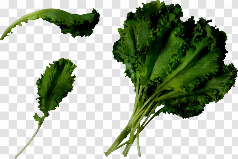 Coriander Spring Greens Curly Kale Collard Broccoli - Herb Transparent PNG